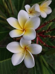 white frangipani flowers