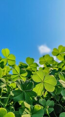 shamrocks with clover leaves under blue sky