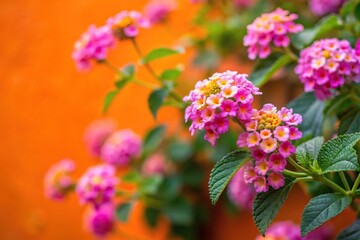 Selective focus pink lantana flowers on orange wall background landscape