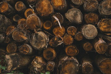 Wood Texture Pile of Cut Logs Cross Section Pattern Background Wallpaper Outdoors in Forest New England
