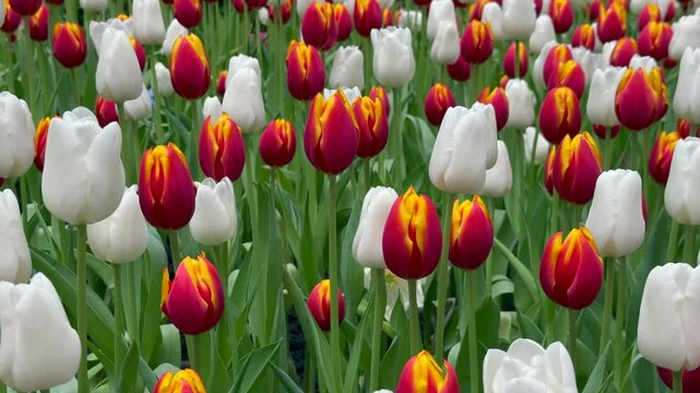 Beautiful flowers tulips nature backgroung Spring flowering