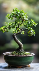 a potted Chinese elm bonsai