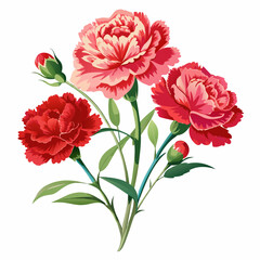 Fototapeta premium Carnations flower 
