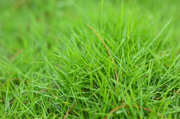 green grass background