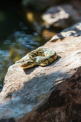 Fototapeta premium Snake sunbathing on a warm rock by the riverbank