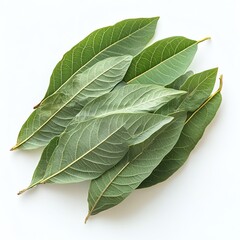Obraz premium Guava leaves treat diarrhea on white background.