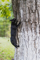 Black Cat Climbing a Tree in Natural Outdoor Setting