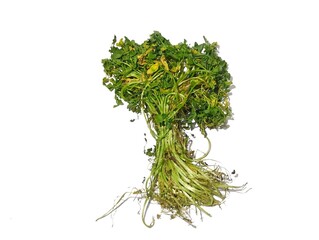 Wilted vegetables in yellowish green color isolated on white background 