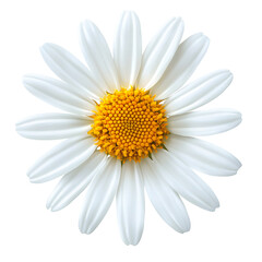 Bright white daisy flower with vibrant yellow center, symbolizing beauty and nature