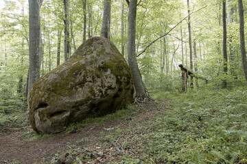 nature park , spring mood and a walk through the forest on a sunny day
