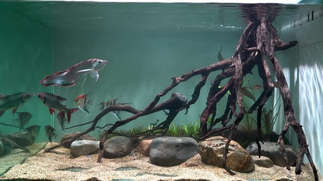 Black Arowana (Osteoglossum ferreirai) swimming in large planted aquarium