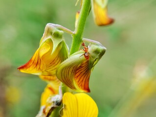 Yellow crotalaria flower blooming surrounded by red ants with blurred background 
