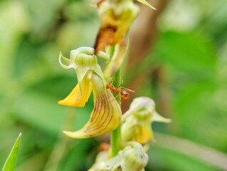 Yellow crotalaria flower blooming surrounded by red ants with blurred background 
