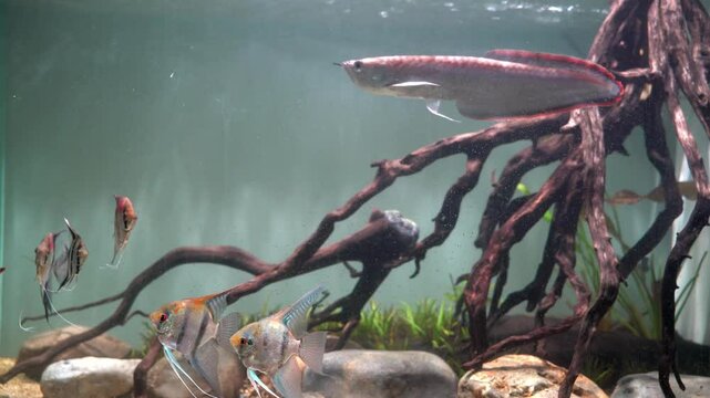 Black Arowana (Osteoglossum ferreirai) swimming in large planted aquarium
