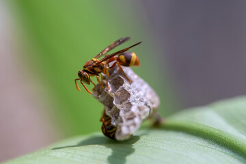 The Ropalidia Fasciata Paper Wasp