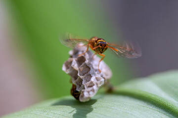 The Ropalidia Fasciata Paper Wasp
