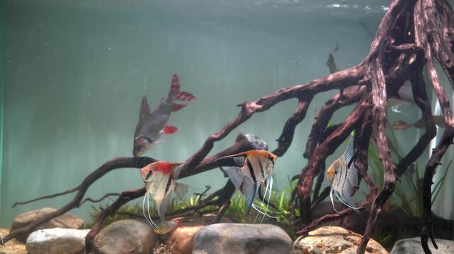 Red back angelfish manacupuru and flagtail fish swimming in large planted aquarium