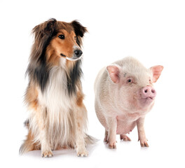 Shetland Sheepdog and pig in studio