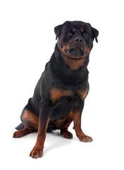 rottweiler in studio