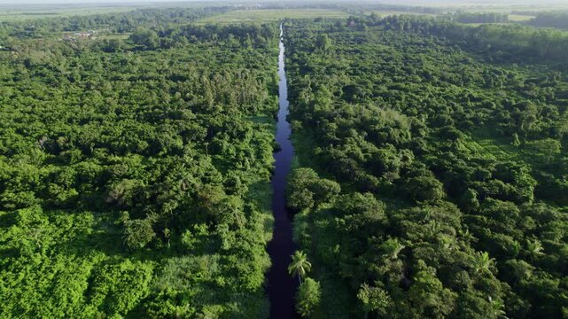 Water way in the jungle between thick forest trees