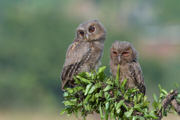 Eurasian scoop owls on a tree branch	