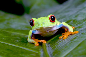 Red eyed tree frog on a leaf