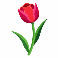 Obraz premium red tulip isolated on white