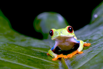 Red eyed tree frog on a leaf