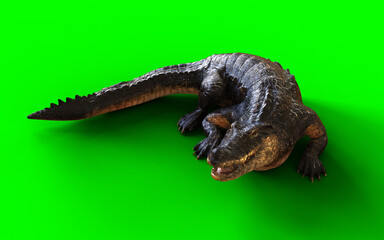 Obraz premium 3d Illustration of a dark American crocodile isolated on green background with clipping path. Animal Hunting Motion.