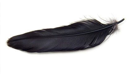 A detailed view of a long black feather resting on a white background