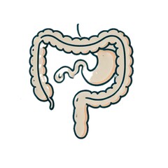duodenum	十二指腸