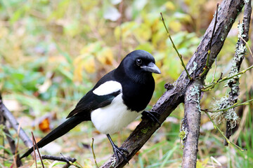 Eurasian magpie