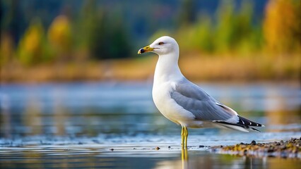 Fototapeta premium Solitary Short billed Gull Larus brachyrhynchus searching for mate on Alaskan lake shore