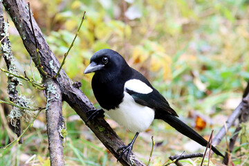 Eurasian magpie