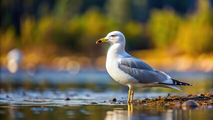 Obraz premium Solitary Short billed Gull looking for mate on Alaskan lake shore