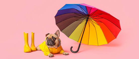 Cute French bulldog in raincoat with umbrella and gumboots on pink background