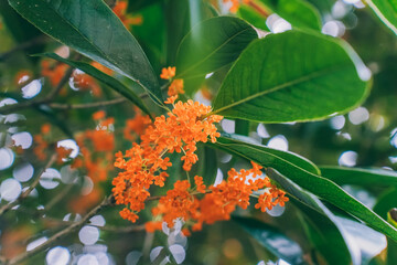 Flower of fragrant olive - Osmanthus fragrans var. aurantiacus - are blooming in Chengdu, China.