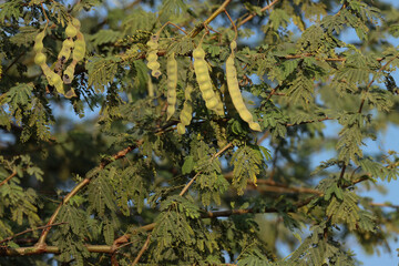 Gum arabic tree seed pods on plant. Selective focus.