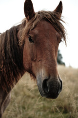 Obraz premium portrait of a horse