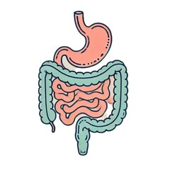 gastrointestinal tract	消化管