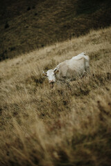Fototapeta premium cow in a field