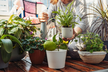 woman takes care of plants, houseplants, flowerpots, flowers, waters, sprays, on an open terrace, 
