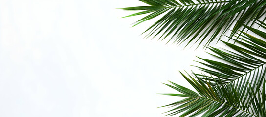 Obraz premium Tropical palm leaves, minimalist composition white background green foliage