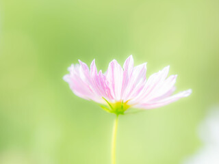 秋の公園や花壇を彩るコスモスのある風景。背景。自然風景素材。