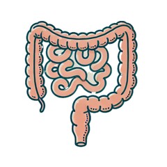 small intestines	小腸