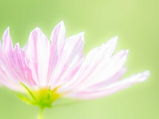 秋の公園や花壇を彩るコスモスのある風景。背景。自然風景素材。