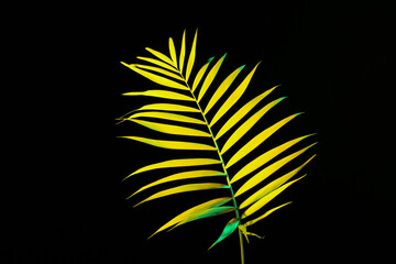 Neon tropical leaf on black background