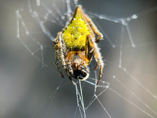 Close up of spiders in the web, Garden Orb Weaving Spiders (Eriophora)