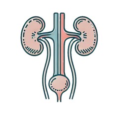 ureters	尿管