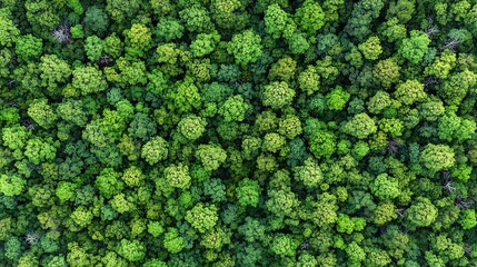 Aerial View of a Dense Forest, Lush Green Canopy of Trees, Nature Background, Environmental Sustainability, Ecological Balance Abstract Gradient Background with Copy Space
